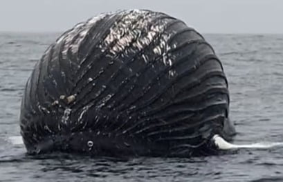 노르웨이 북부 안도야 섬 인근 해상에서 발견된 혹등고래 사체. /사진=페이스북 캡처