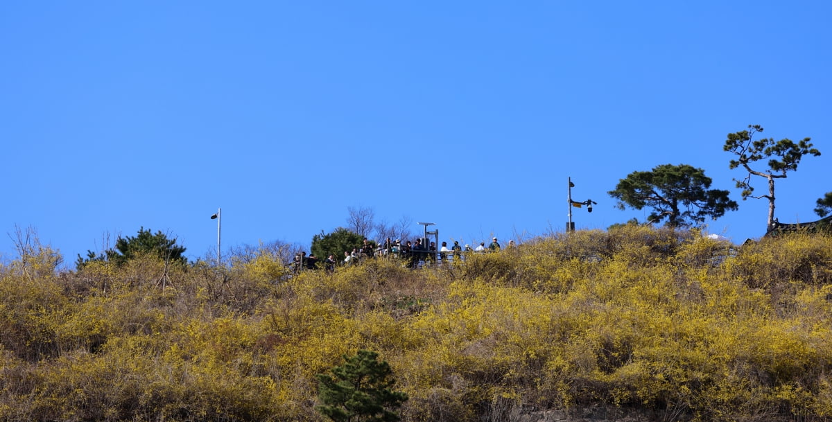 [포토] 노랗게 물든 응봉산