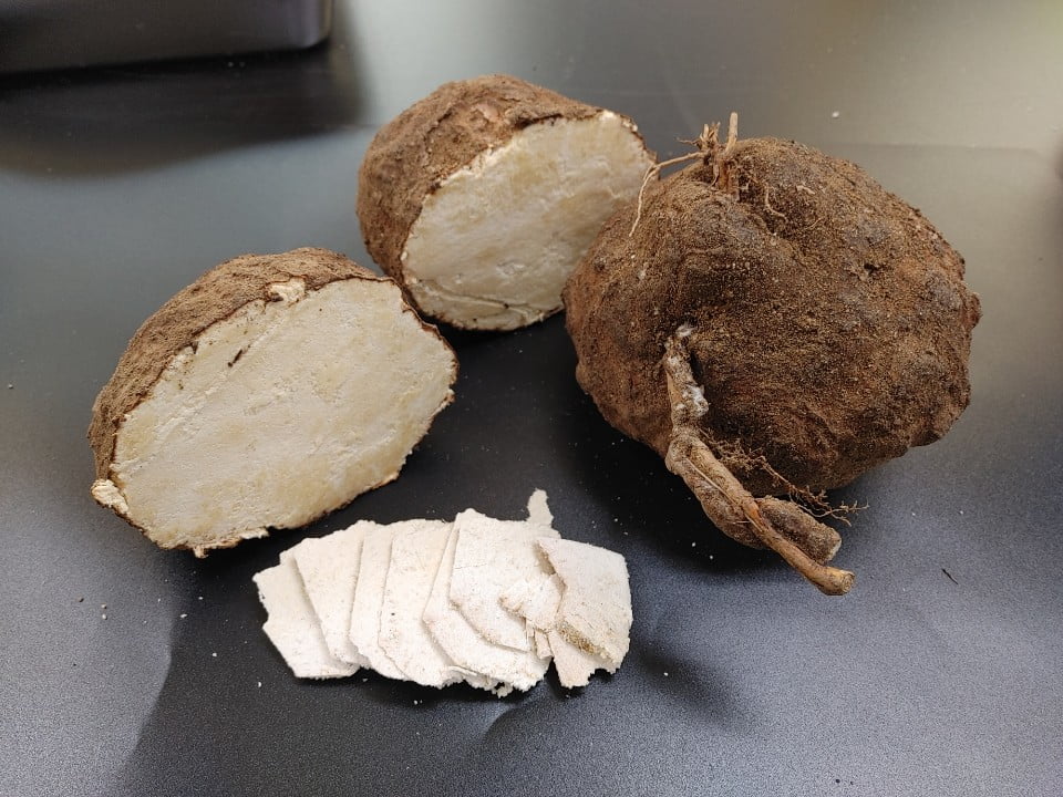 산불피해 소나무서 약용버섯인 복령 재배 성공