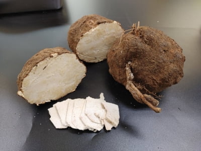 산불피해 소나무서 약용버섯인 복령 재배 성공