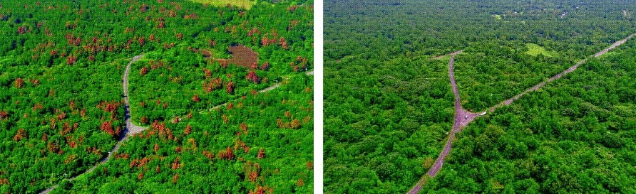 소나무재선충병에 걸린 피해지 방제 전(왼쪽)과 후의 모습.  산림청 제공 