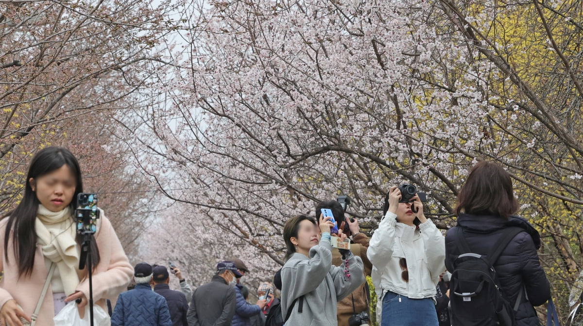 [포토] 여의도 봄꽃 축제