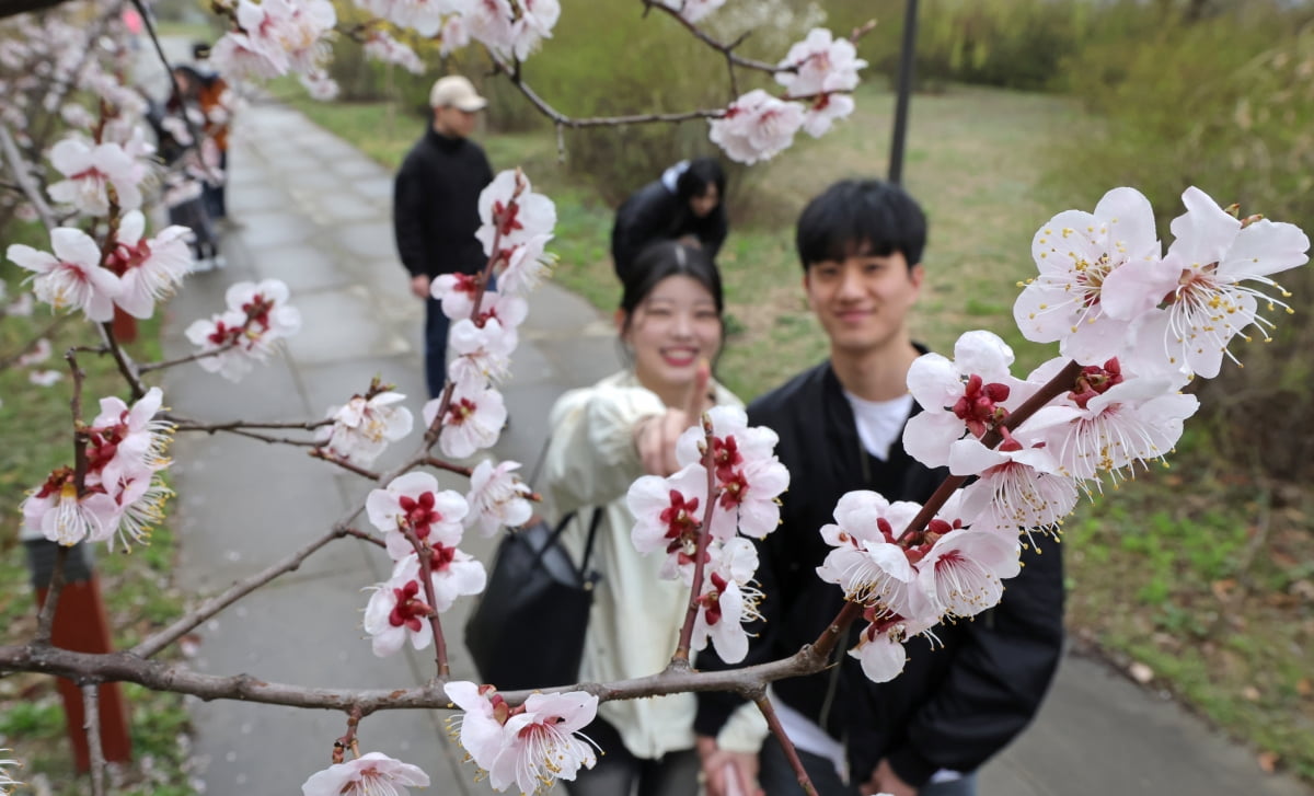 [포토] 여의도 봄꽃 축제