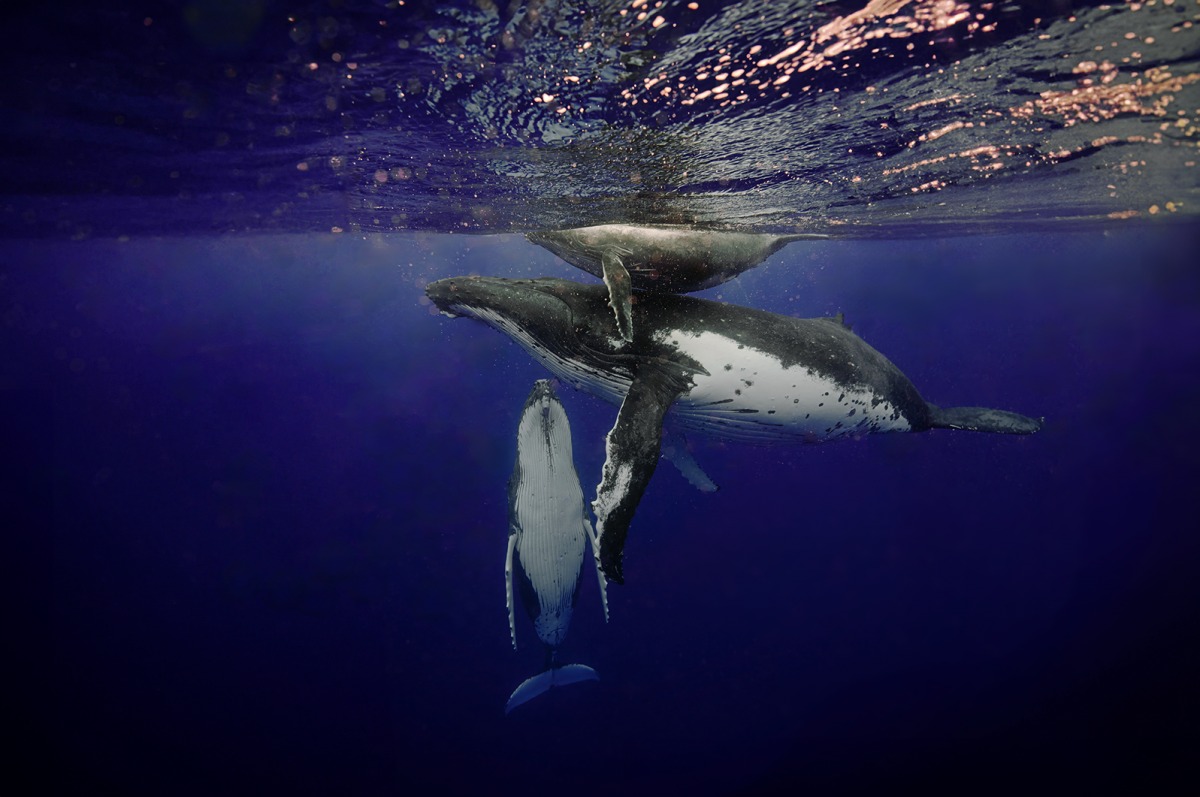 "모레아, 프렌치폴리네시아. 혹등고래입니다. 제일 위가 새끼, 중간이 엄마, 아래가 '에스코트'(생물학적 아빠 아닌 지킴이 수컷 성체)입니다"
