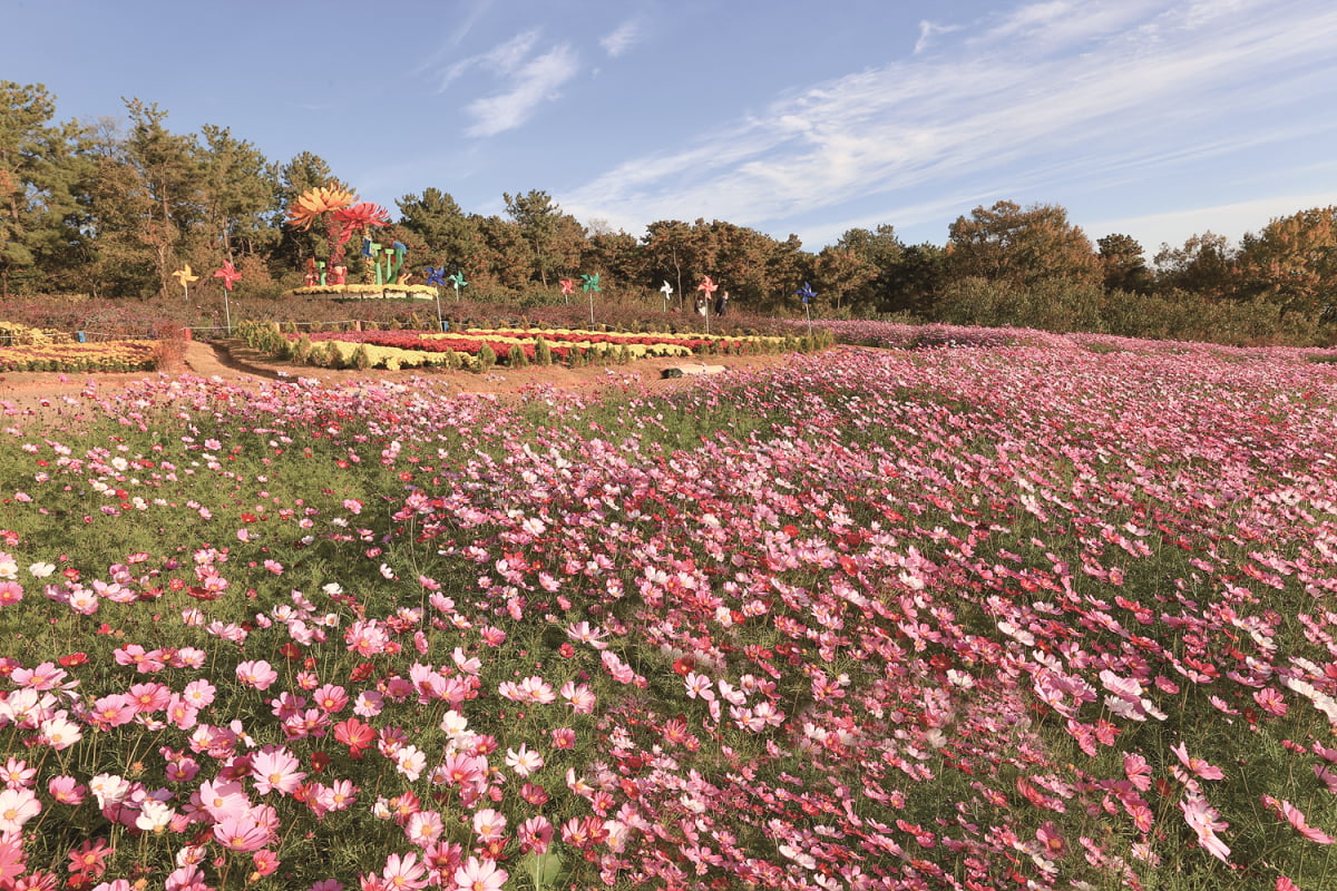 익산 천만송이국화축제