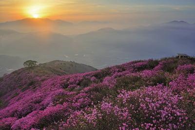 여수 영취산 진달래