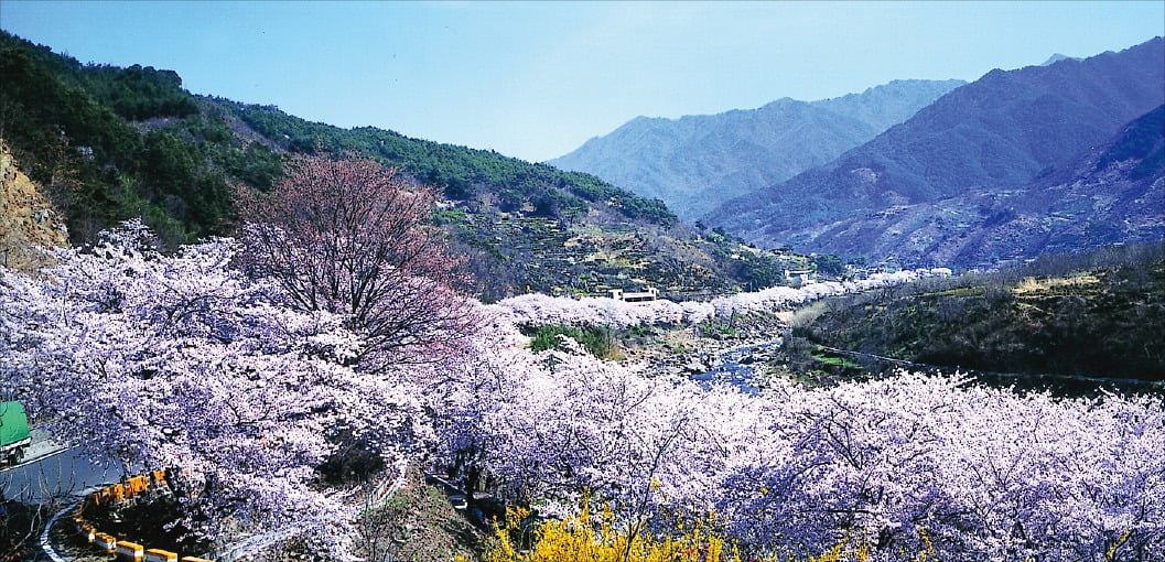 하동 화개장터 십리 벚꽃길.  경상남도 제공
 