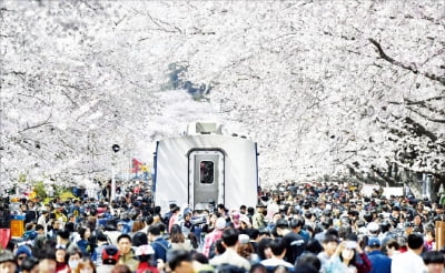 전국 최대 규모 벚꽃축제 '진해군항제' 23일 팡파르