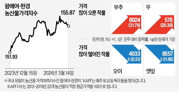 부추·배추가격, 고공행진 지속…제주 잦은 호우에 무값 '꿈틀'