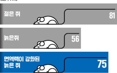 면역력 좋으면 천천히 늙는다…늙은 쥐 실험서 수명 연장 입증