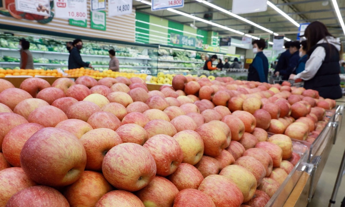 사과 도매가격이 1년 만에 2배 넘게 뛰어 처음으로 10kg당 9만원대를 기록했다. 3월 14일 오전 서울 시내 한 대형마트에서 시민들이 사과를 고르고 있다. 사진=연합뉴스
