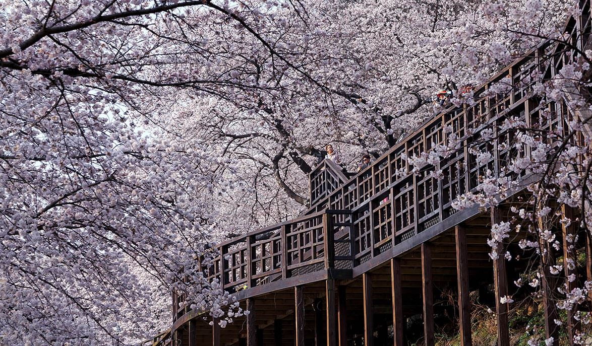 “벚꽃 없는 벚꽃축제” 3월 '패딩 날씨'에 늦은 개화…난감한 지자체 축제 