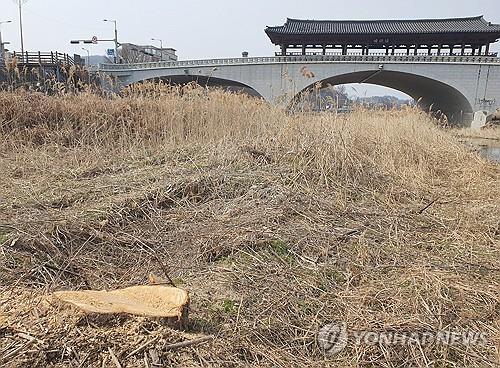 [현장] "그 많던 전주천·삼천변 버드나무는 누가, 왜 베었나?"