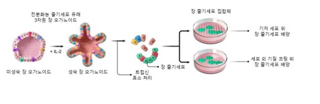 생명연, 오르가노이드서 고순도 줄기세포 대량 배양 기술 개발