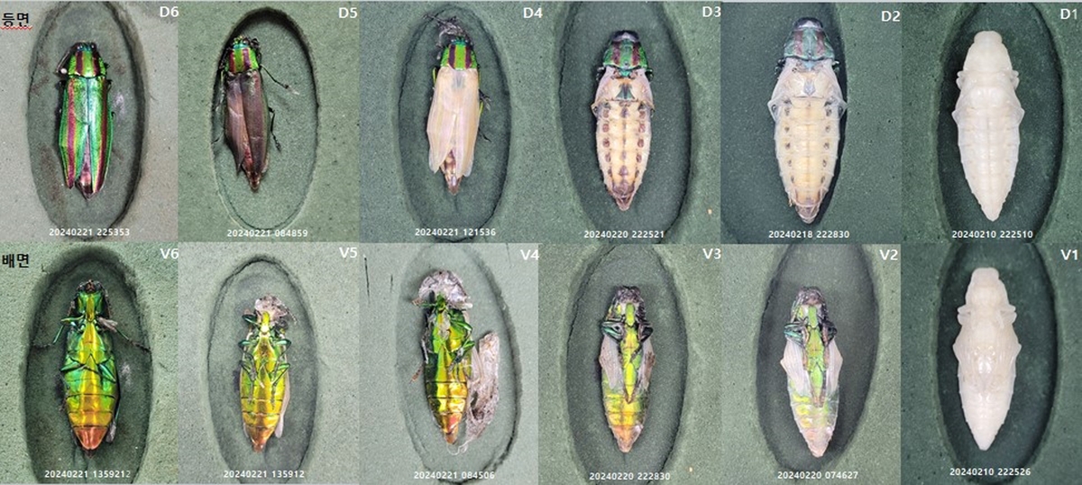 영롱한 초록색 날개 비단벌레, 대량증식 가능해졌다
