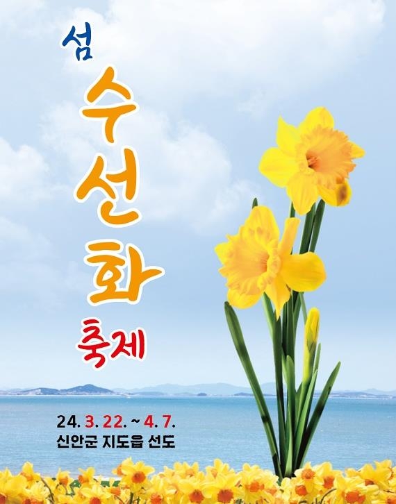 신안 선도서 22일 '200만송이 봄꽃 향연' 수선화 축제