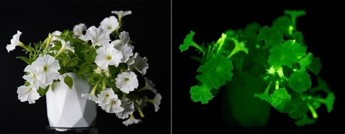 [사이테크+] '조명처럼 빛내는 화초'…유전자 조작 '자체 발광' 식물 개발
