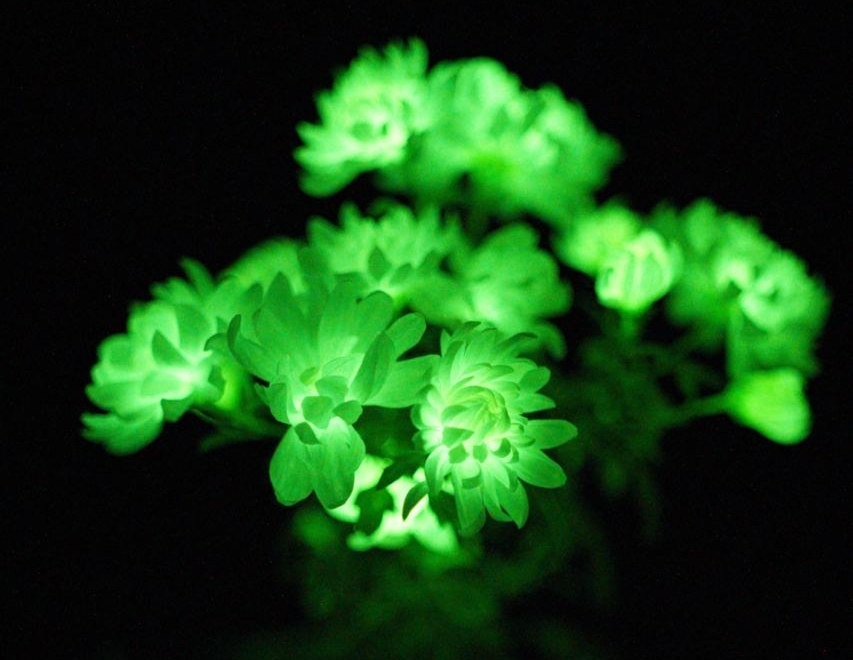 [사이테크+] '조명처럼 빛내는 화초'…유전자 조작 '자체 발광' 식물 개발