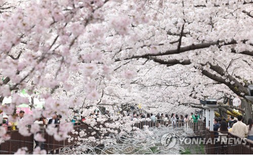 전국 최대 봄꽃 축제 진해군항제 D-11…25일 개화 예상