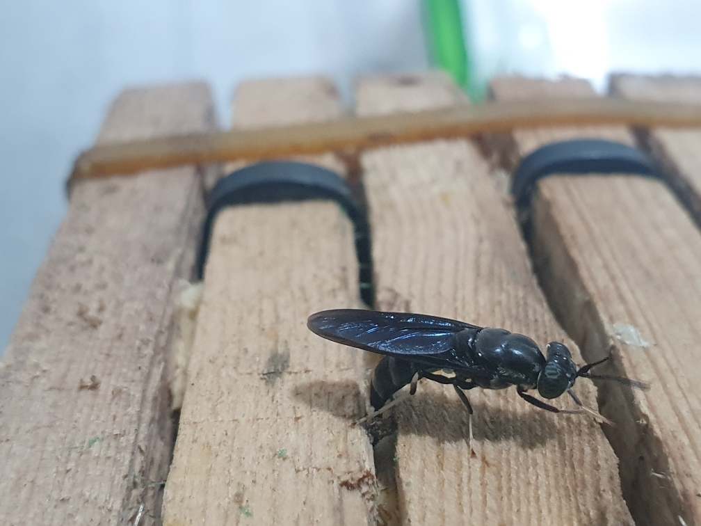 창원시, 곤충산업 기반 확충한다…농식품부 공모사업 선정