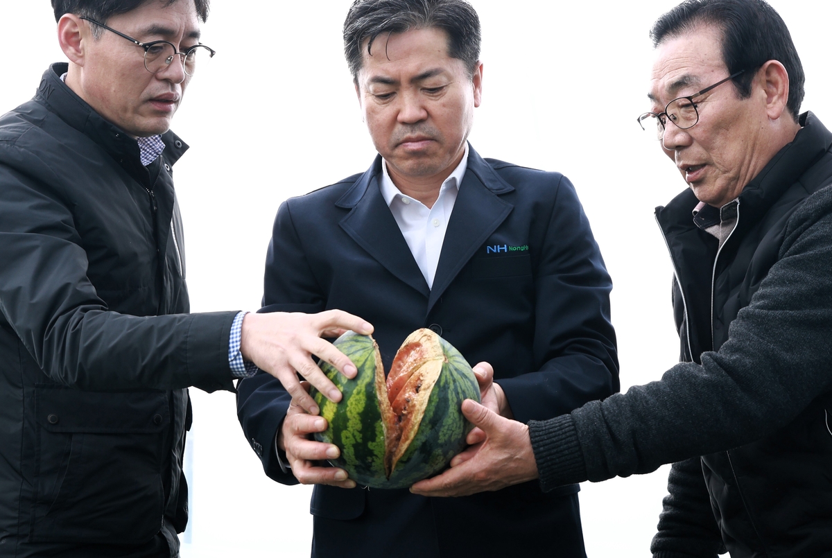 경남농협, 일조량 부족피해 함안 수박농가 점검…"지원책 검토"