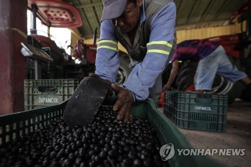 슈퍼푸드 아사이베리에 가려진 아동노동…20ｍ 나무서 추락도