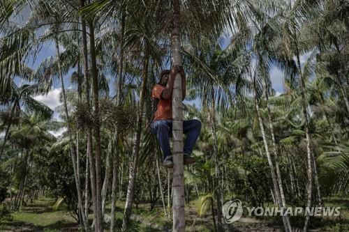 슈퍼푸드 아사이베리에 가려진 아동노동…20ｍ 나무서 추락도