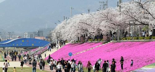 "봄기운 만끽하세요"…3월말 전북 곳곳 벚꽃축제