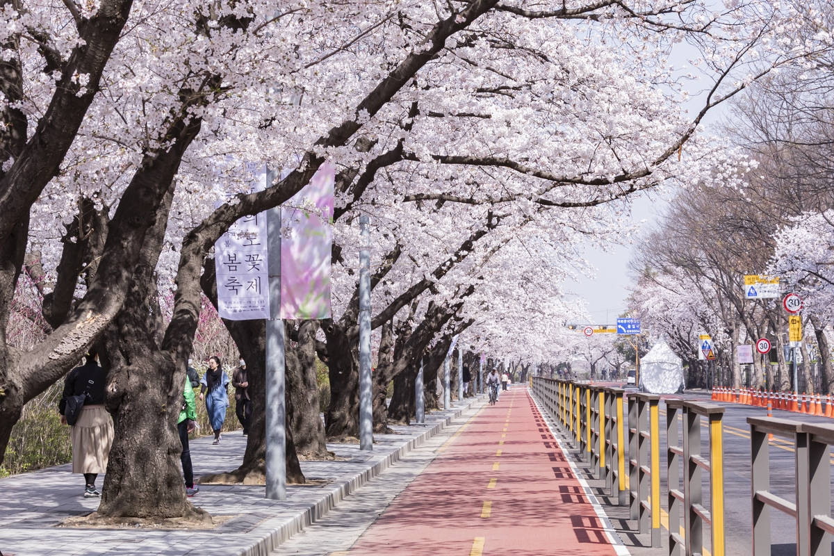 "벚나무 아래 소풍 어때요"…영등포구 '여의도 봄꽃축제'