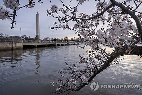 벌써 벚꽃 엔딩?…워싱턴DC 명물 벚꽃, 역대 두번째 '이른 절정'