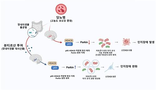 장내 미생물로 당뇨병성 인지 장애 치료한다