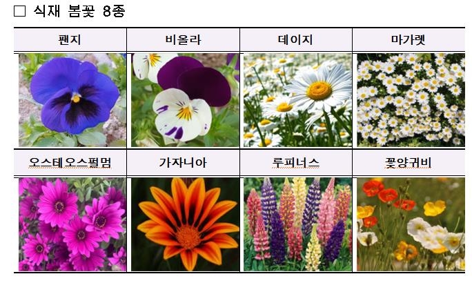 봄꽃 가득한 한강공원…팬지·비올라 등 6만8천본 심어