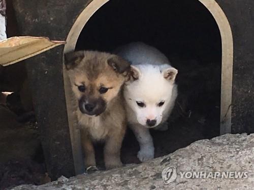 반려견 7마리와 산책하다 시비…80대 폭행한 30대 징역형