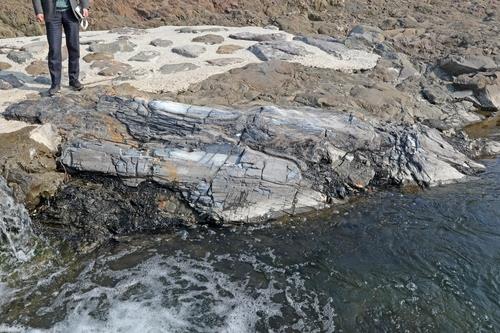 포항서 발견된 대형 나무화석, 대전으로 이송돼 보존