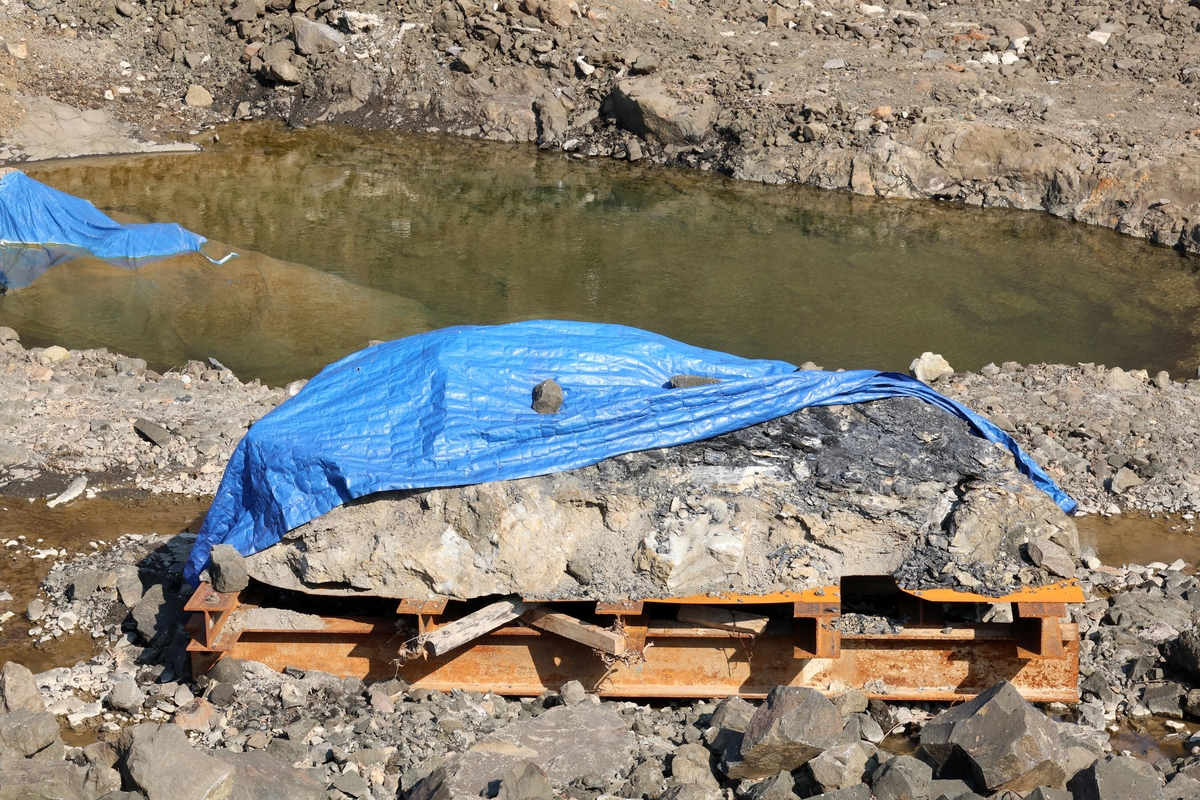 포항서 발견된 대형 나무화석, 대전으로 이송돼 보존