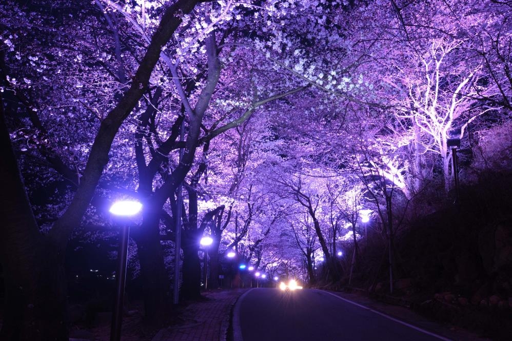형형색색 빛에 물든 하동 십리벚꽃길…군, 야간 조명 설치