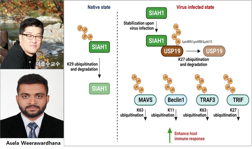 바이러스 감염에 대응한 유비퀴틴 E3 효소 'SIAH1' 새 기전 규명