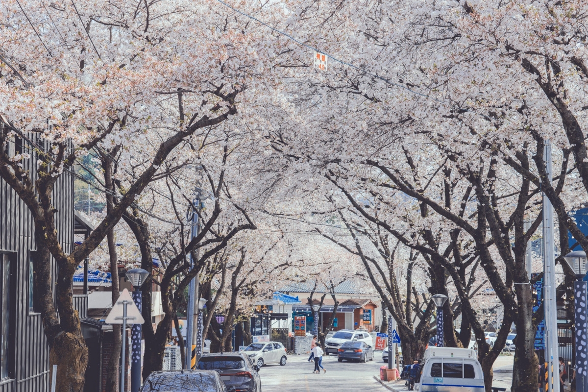 [제천소식] 청풍호 벚꽃축제 27일 개막