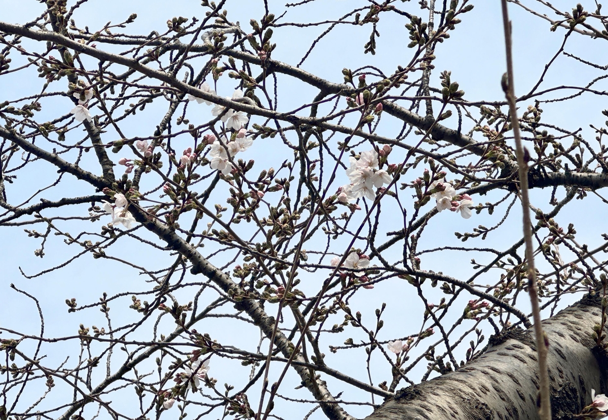 제주 벚꽃 지난해보다 하루 늦게 개화…이달 말 절정 예상