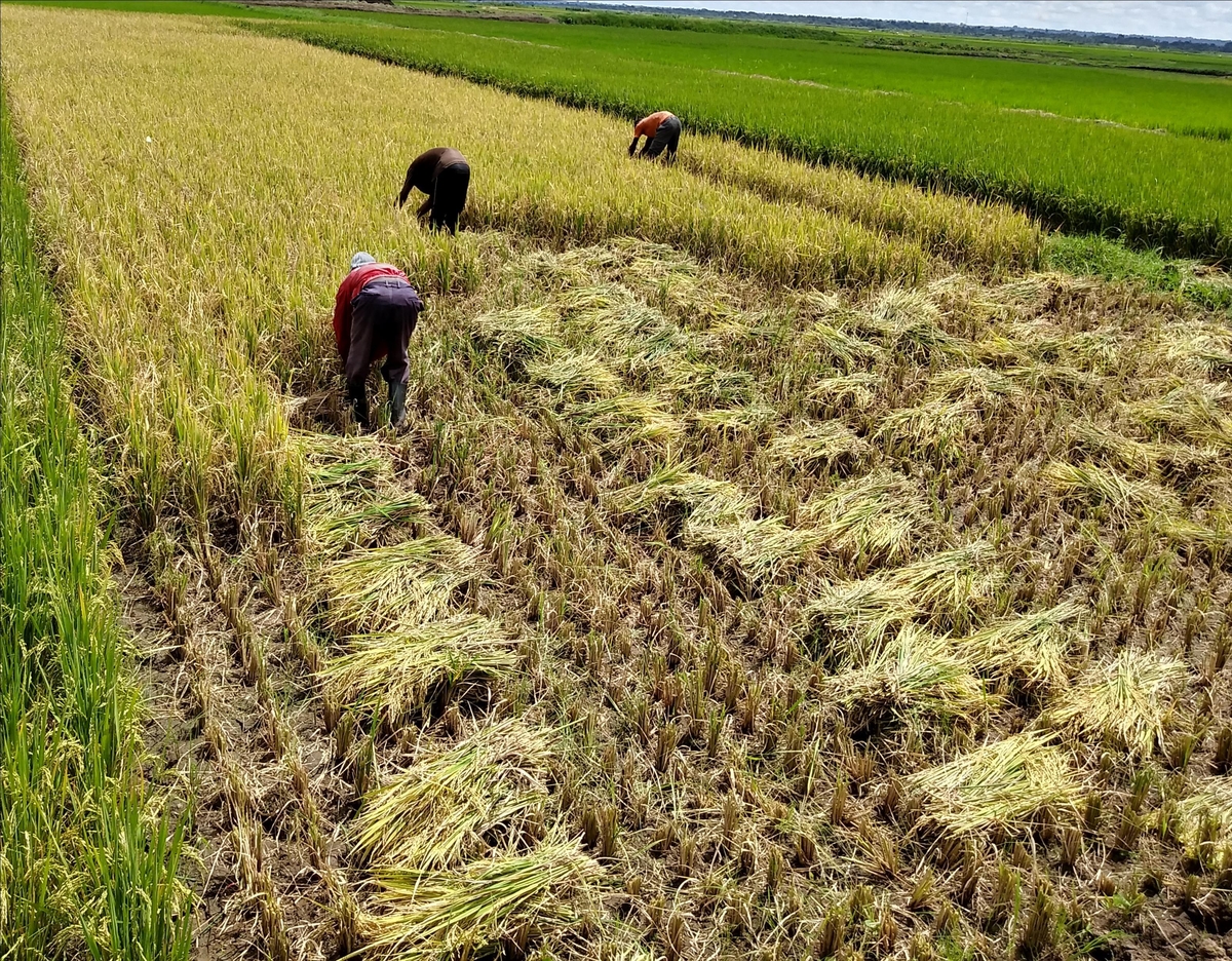 '아프리카 쌀 증산' K-라이스벨트 사업 통해 벼종자 첫 수확