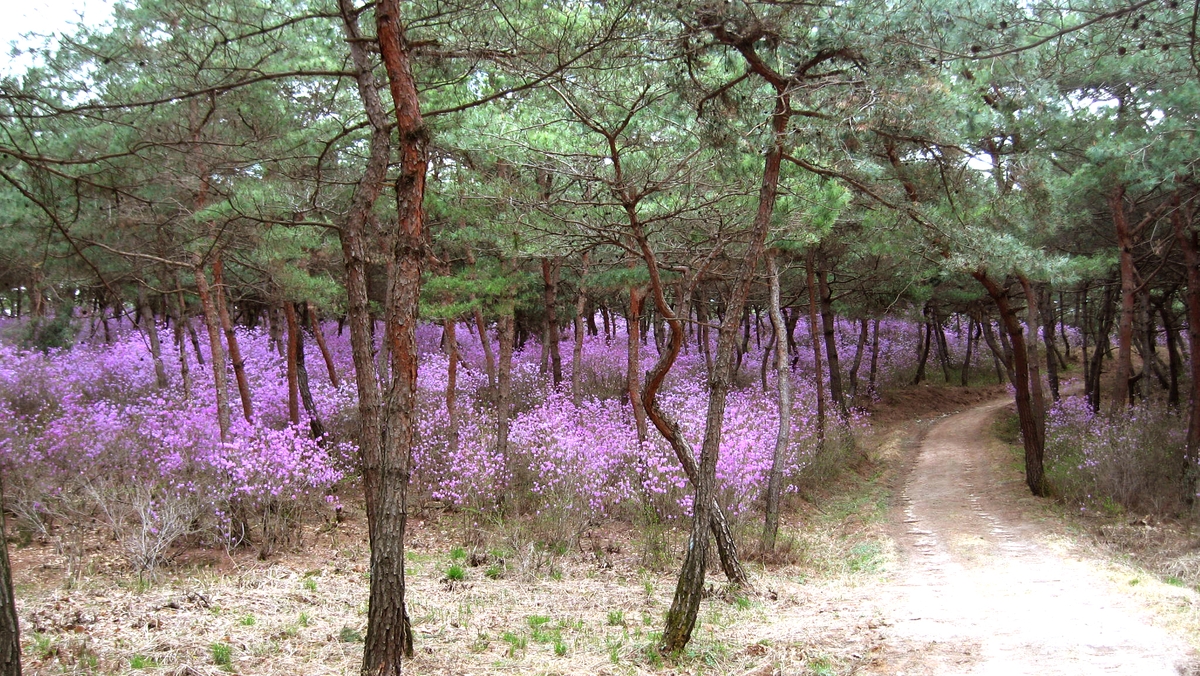 분홍빛으로 물든 길 걸어볼까…세종대왕릉 진달래 숲길 개방
