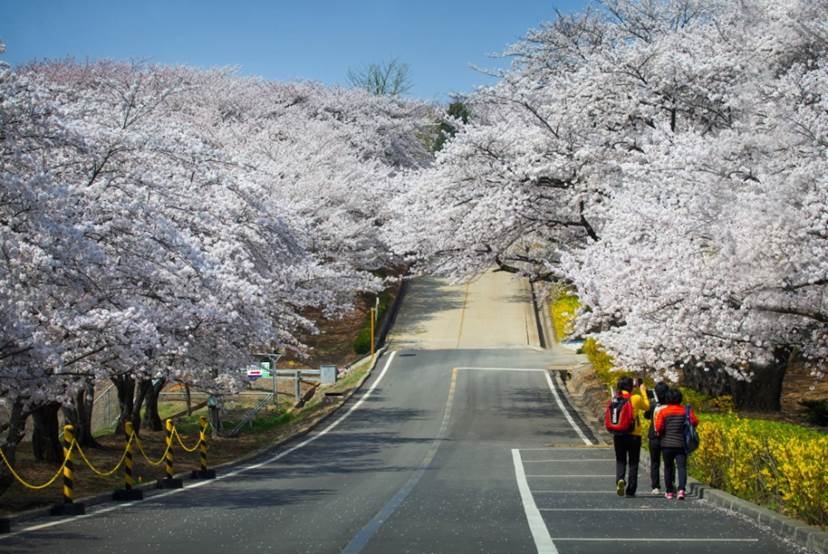 '벚꽃 명소' SK인천석유화학 산책로 5년 만에 개방