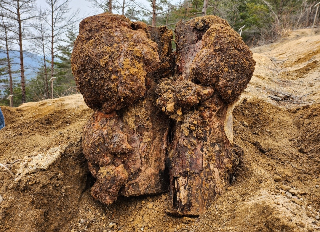 산불피해 소나무서 복령 재배 성공…송이버섯 대체 소득작물