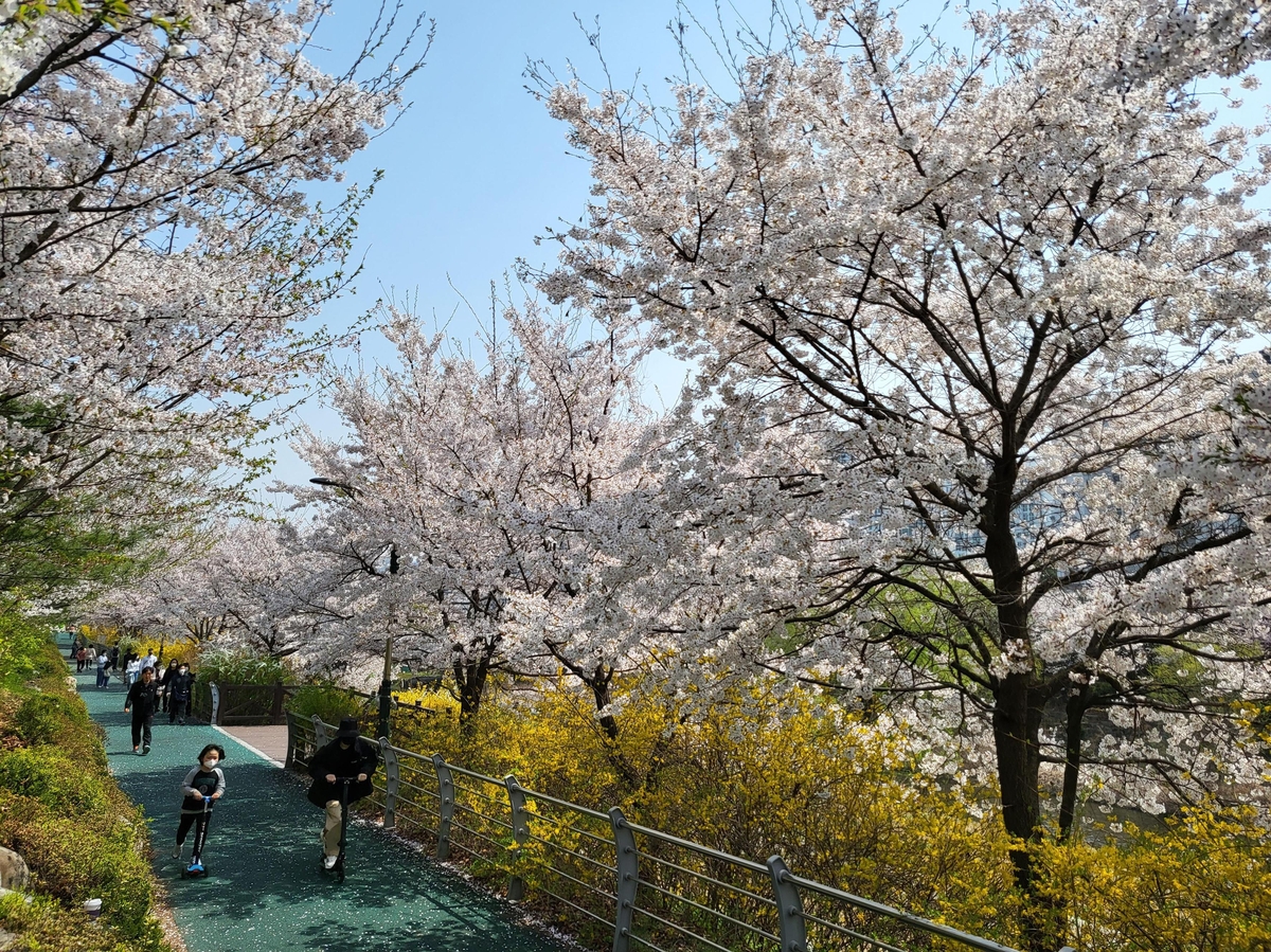 성큼 다가온 봄…성남시 추천 벚꽃길 명소 9곳
