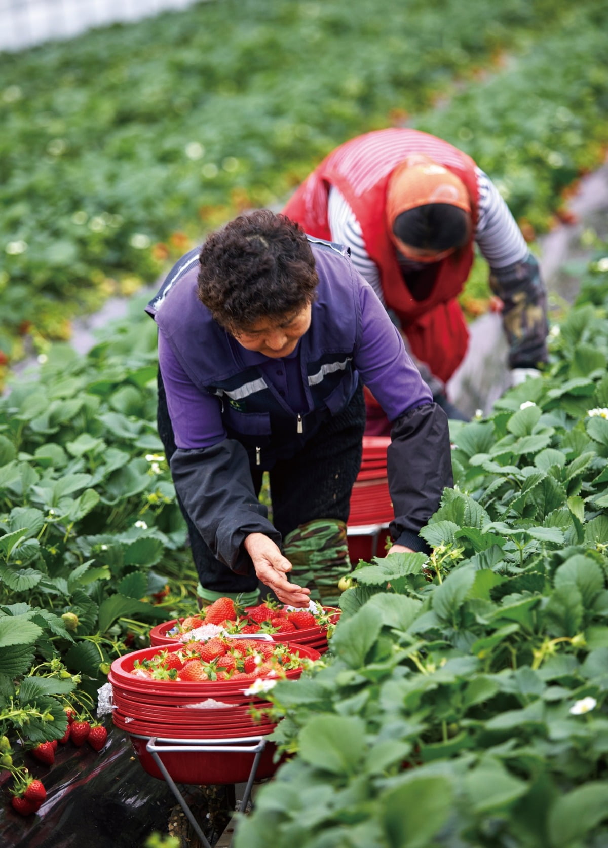 빨갛게 익은 딸기를 수확하는 농부들. 사진=임익순