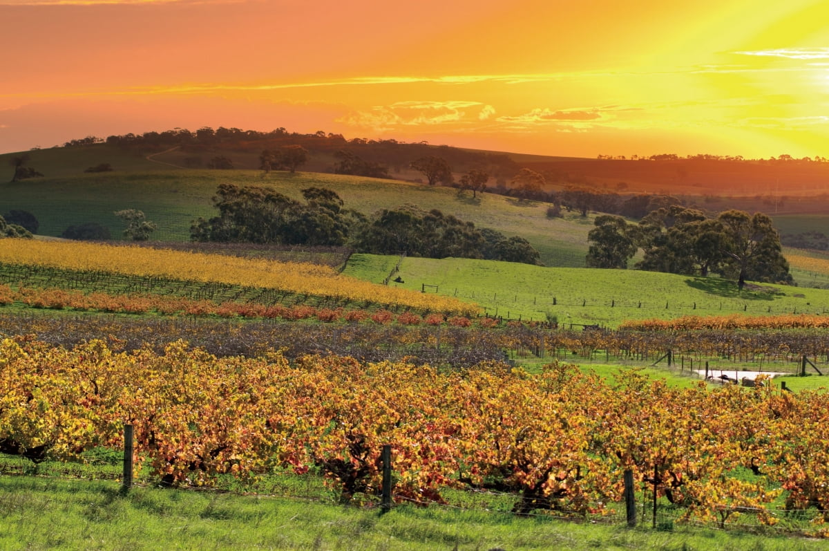 남호주의 대표적인 와인 생산지인 바로사 밸리./협조=호주관광청