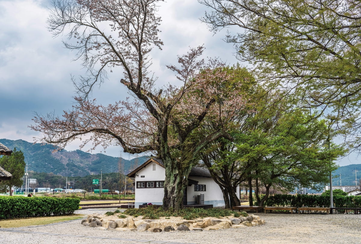 봄날의 서도역 아름드리 벚나무가 운치를 더한다./사진=이효태