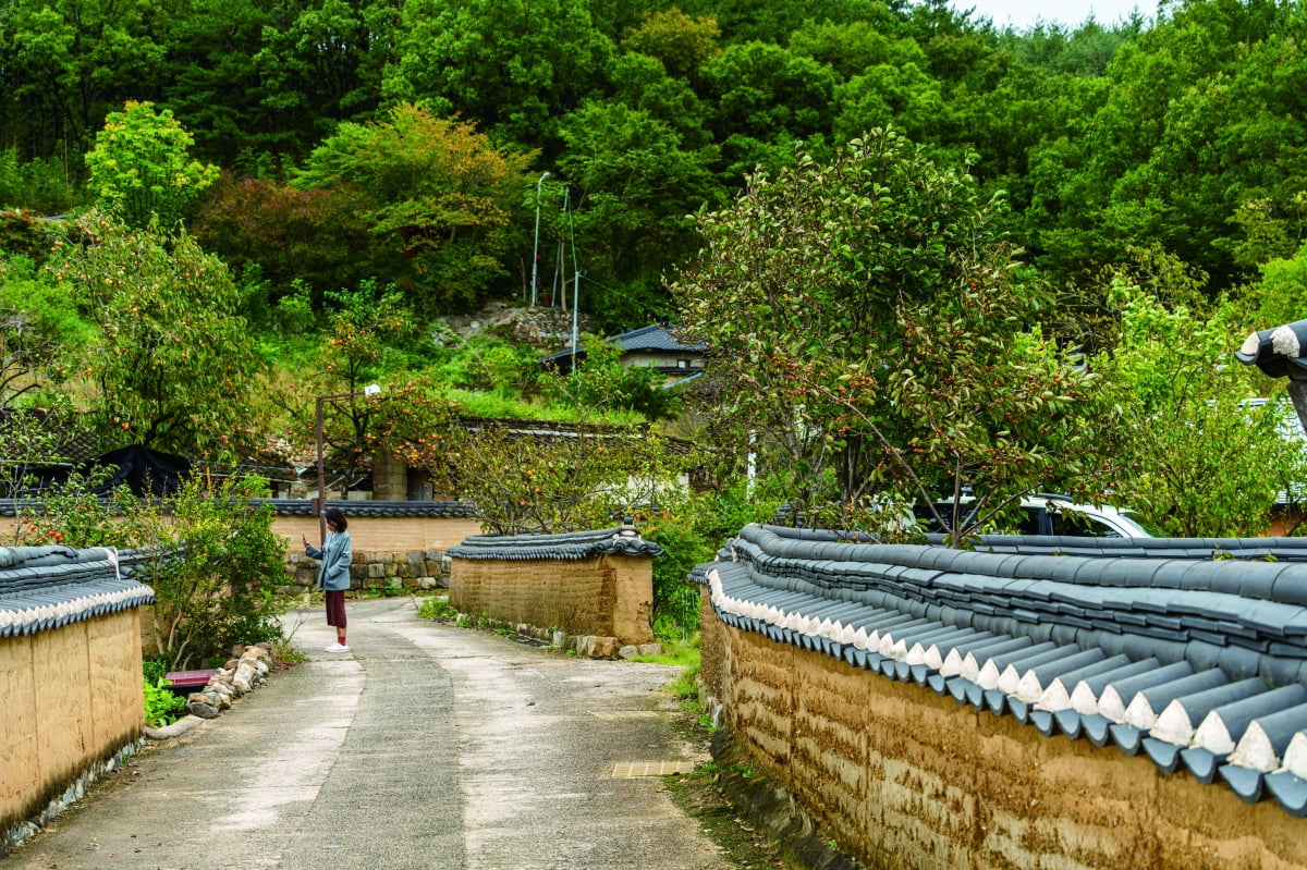 경북 영덕 괴시리 전통마을
