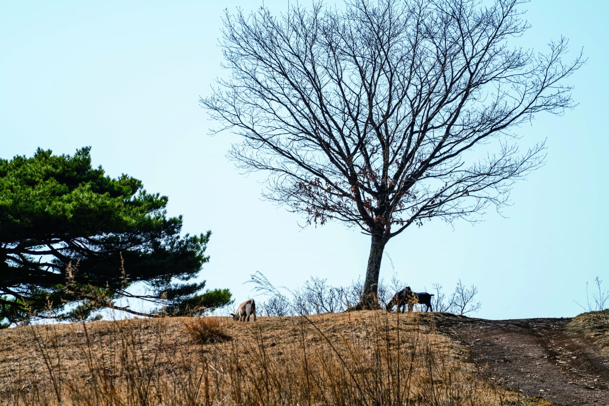 강원 평창 산너미목장