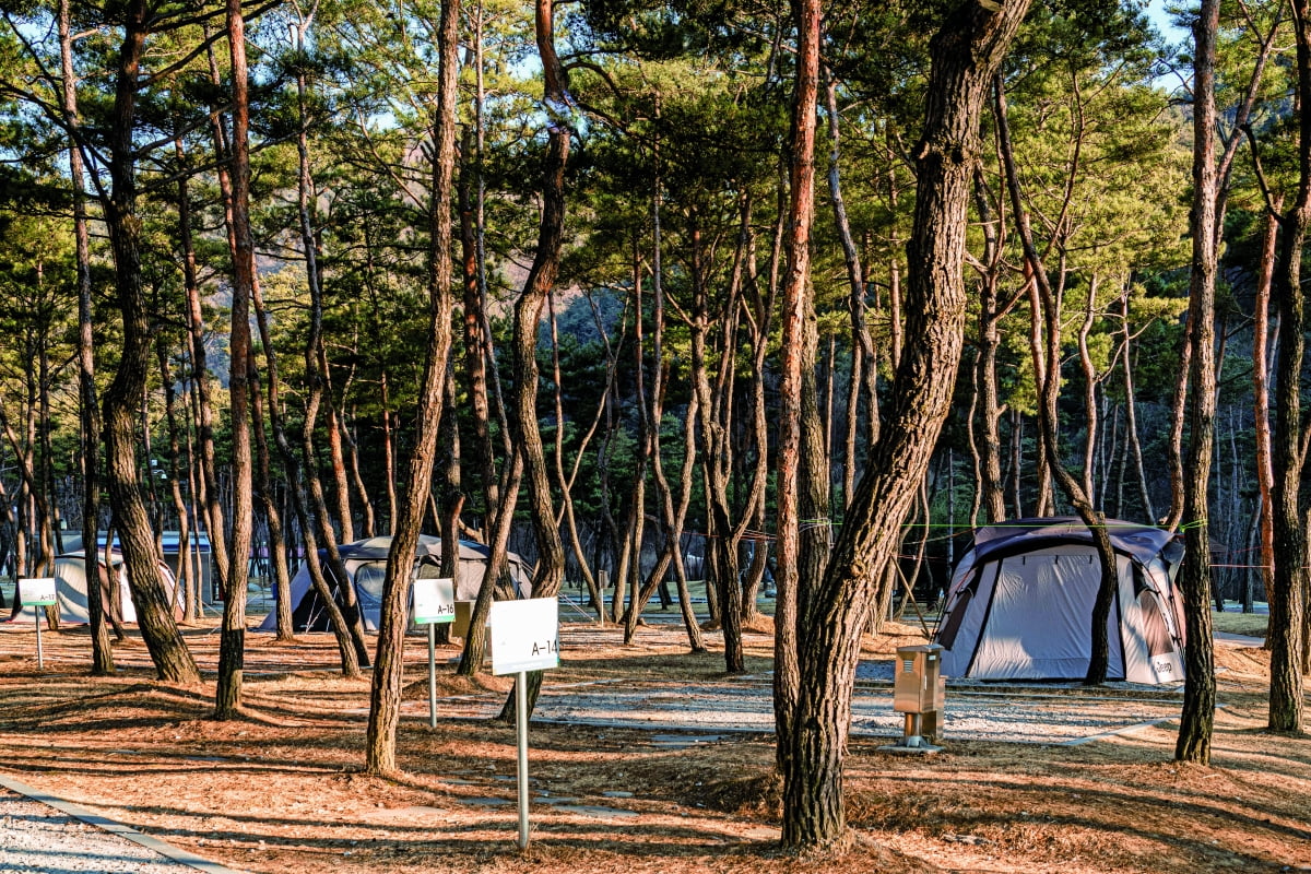 경북 영주 영주호오토캠핑장